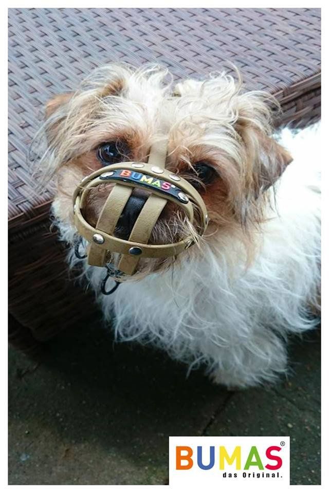 small dog muzzle